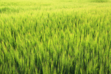 Background of Green Barley