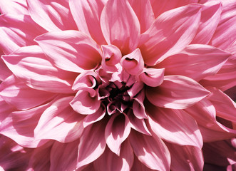 Close-up floral pink Dahlia flower (vintage  soft color style)