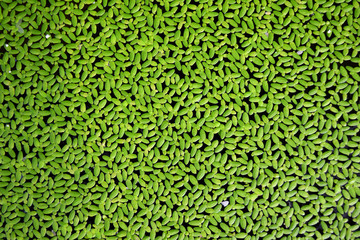 Green duckweed (lemna minor l.) on water abstract background