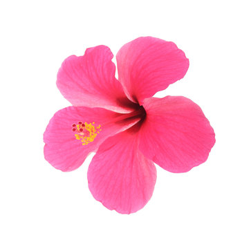 Pink Hibiscus Isolated On White Background