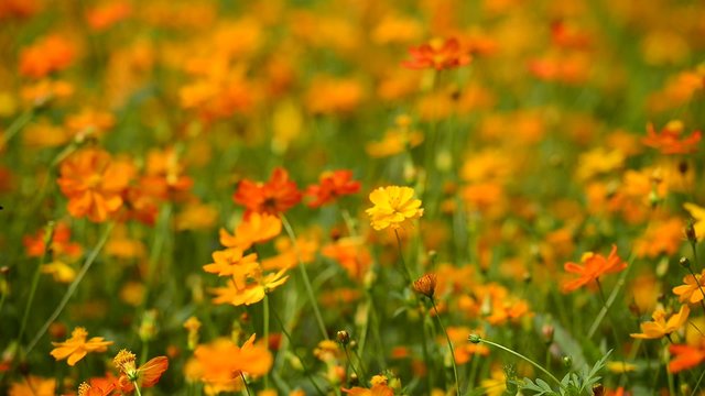 Flying worker bee collects nectar from field of yellow flowers. Spring nature background.