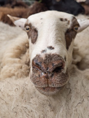 close-up of a sheep's head