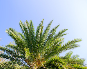 Obraz na płótnie Canvas palm tree isolated on blue background