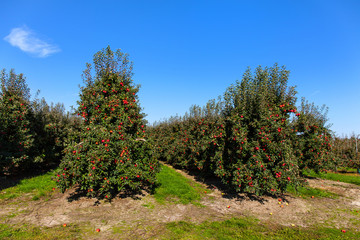 Fototapeta na wymiar Rows of red apple trees.