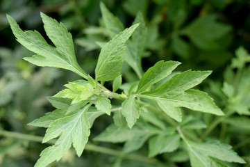 Medicinal plants - Celery or SAGE BRUSH (Apium graveolens  L.)