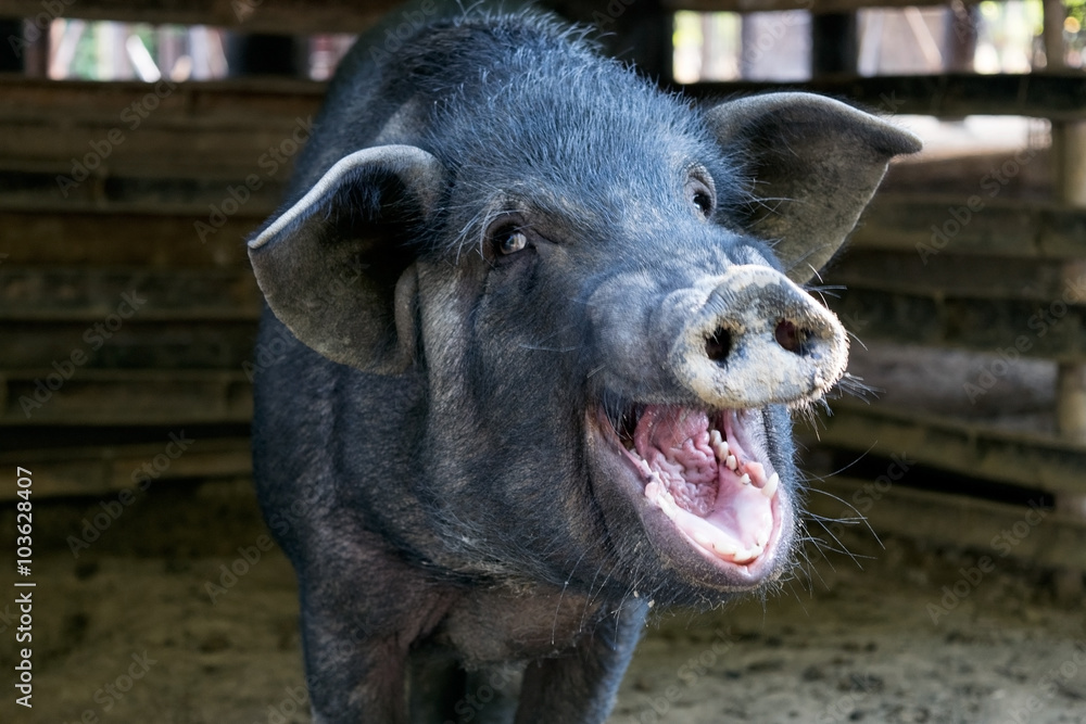 Wall mural black pig opened mouth yawn in sty