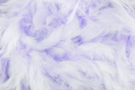 Purple feathers background © lanalight