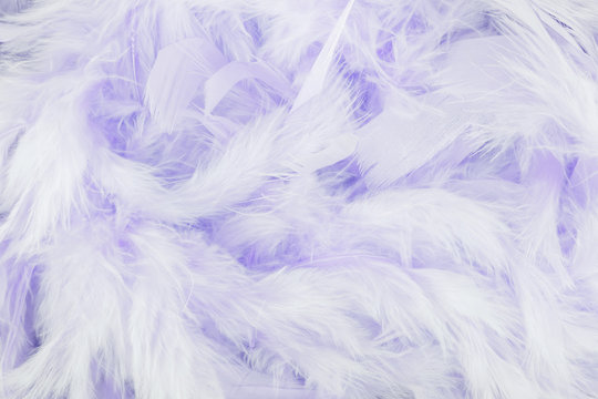 Purple feathers background