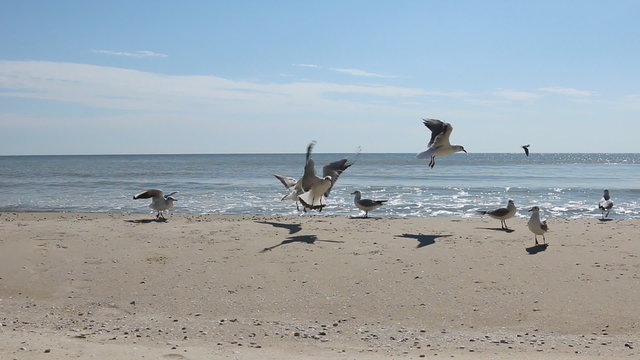 Flock of seagulls eat the food on the beach