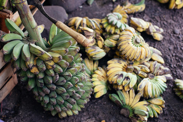 Fototapeta premium Bananas on the market
