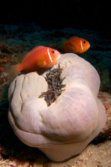 Clownfish brothers