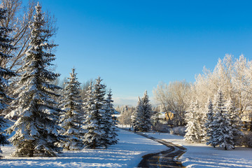 Winter landscape with beautiful snow covered trees