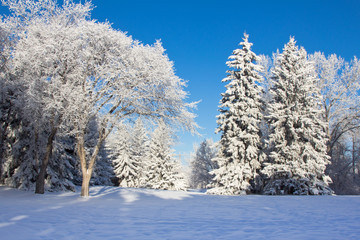 Winter landscape with beautiful fir trees