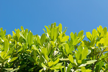 Top green leaf on tree and blue sky