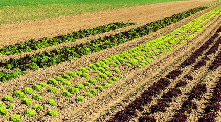 Fototapeta na wymiar Landschaft mit Reihen von bunten Salatpflanzen im Feld 