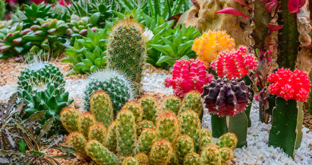 Cactus desert plant in a botanical garden