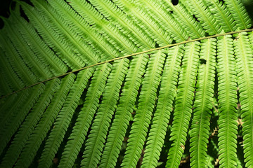 Beautiful leaf of fern is close-up background