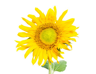Fototapeta premium Sunflower