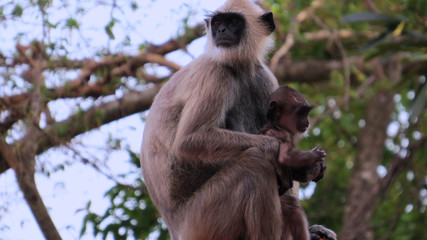 Obraz premium Monkeys