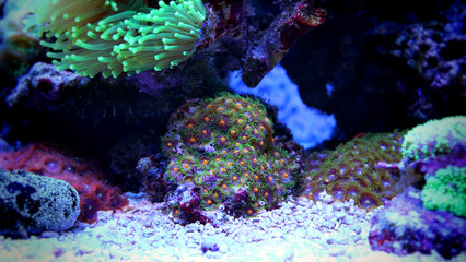 Fototapeta na wymiar Zoanthus Colony Polyp, colorful corals 