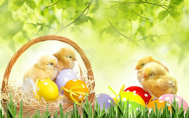 spring chickens 