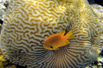 Clown anemonefish (Amphiprion percula)