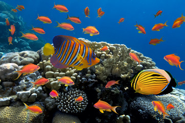 Obraz na płótnie Canvas Coral and fish in the Red Sea. Egypt