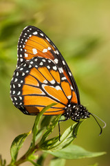 Monarch butterfly on green background