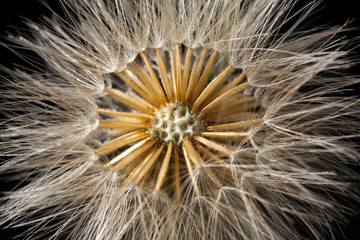 Dandelion seed head details -  Taraxacum officinale
