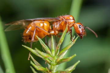 Flying ant on leaves