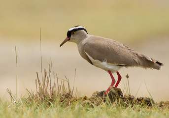 Crowned plower in clean background, Keny, Africa