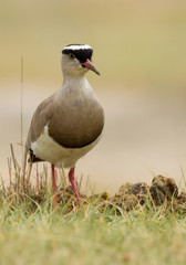 Crowned plower in clean background, Keny, Africa