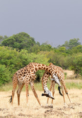 Naklejka na ściany i meble Two male of giraffe fighting, Masai Mara, Kenya, Africa