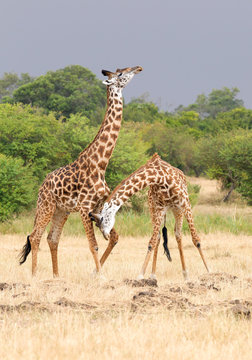 Two male of giraffe fighting, Masai Mara, Kenya, Africa