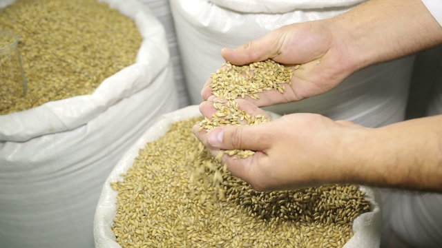 Barley malt in bags. The production of beer. Grain. Raw materials for brewing. Barley. Ingredients for beer production. Malt in hand. A man checks the quality of raw materials.