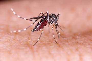 Dengue, zika and chikungunya fever mosquito (aedes aegypti) on human skin