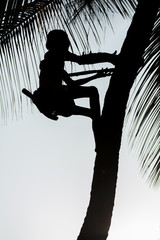 Old climber on coconut tree