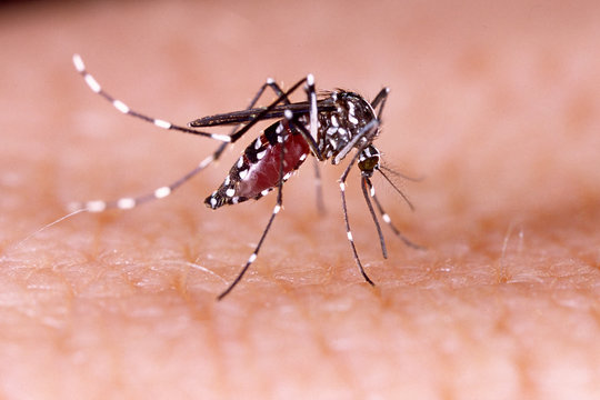 Dengue, zika and chikungunya fever mosquito (aedes aegypti) on human skin