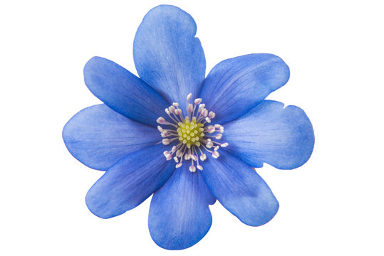 Fototapeta spring blue flower isolated