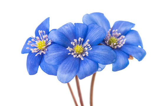 Fototapeta spring blue flower isolated