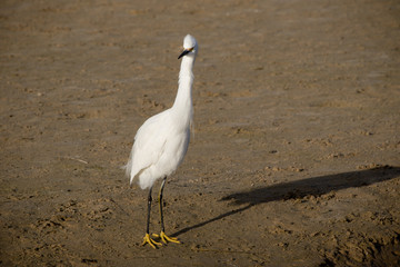 Snowy Egret