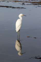 Snowy Egret with Reflection