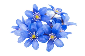 Fotobehang lente blauwe bloem geïsoleerd © ksena32