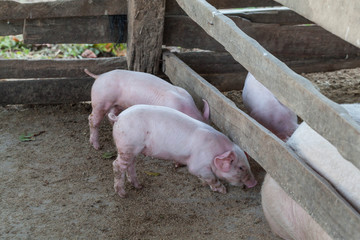 Pigs are brought together for a walk in a wood enclosure.