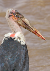 Marabu stork portrait with clean background, Masai Mara, Kenya, Africa