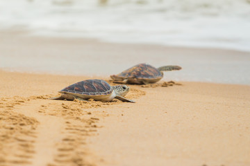 Karettschildkröte am Strand, Thailand.