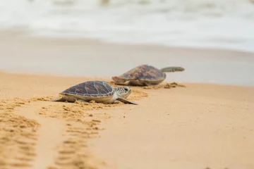 Fototapeten Karettschildkröte am Strand, Thailand. © Korradol
