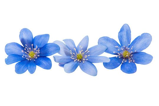 Fototapeta spring blue flower isolated
