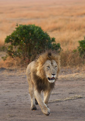 Fototapeta na wymiar Male lion walking towards to the photographer, Masai Mara, Kenya, Africa