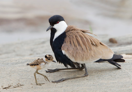 Blacksmith lapwing with chick on the rock, with clean background, Kenya, Africa